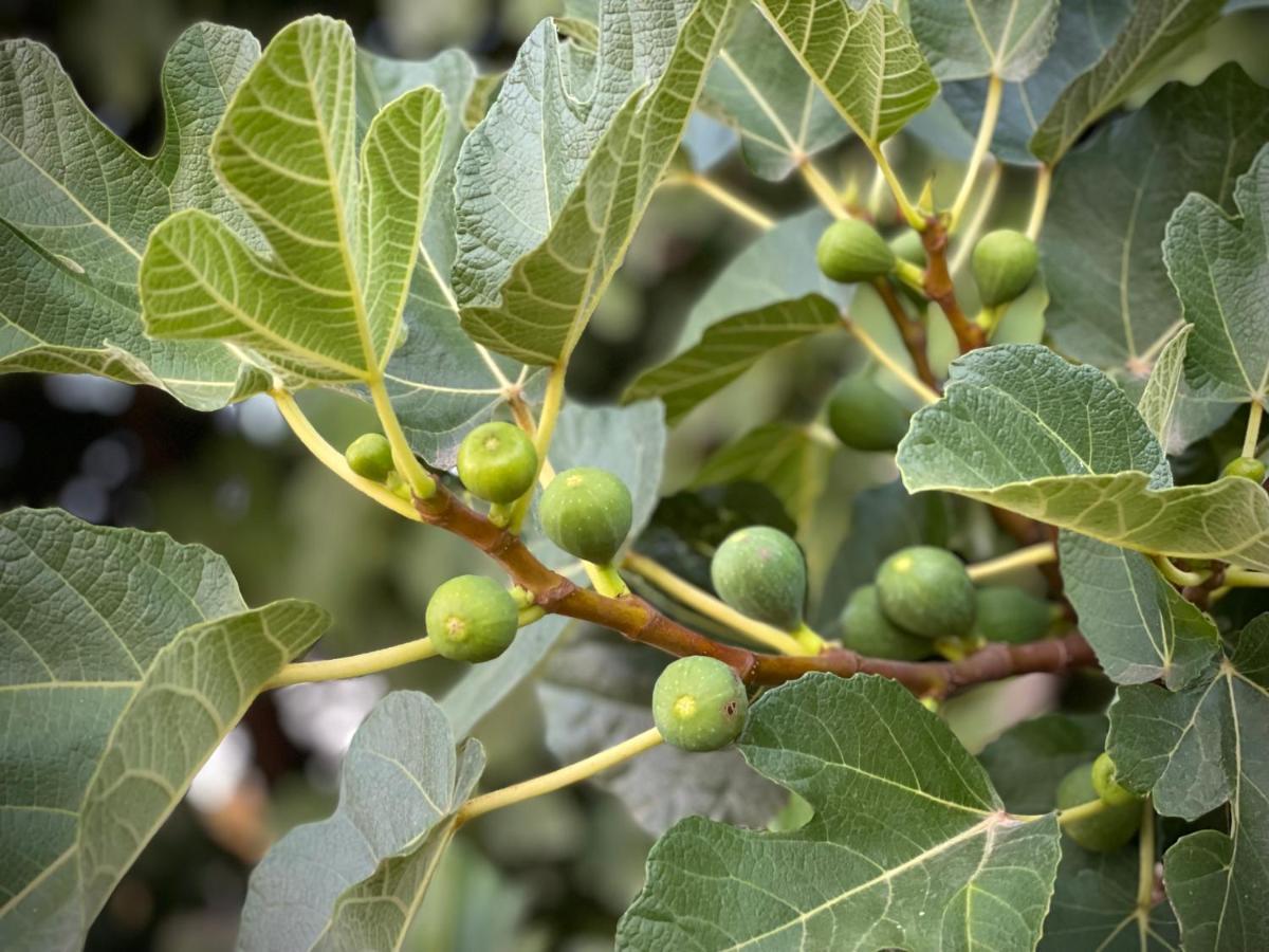 Appartamento Quinta Do Areal Lousã Esterno foto