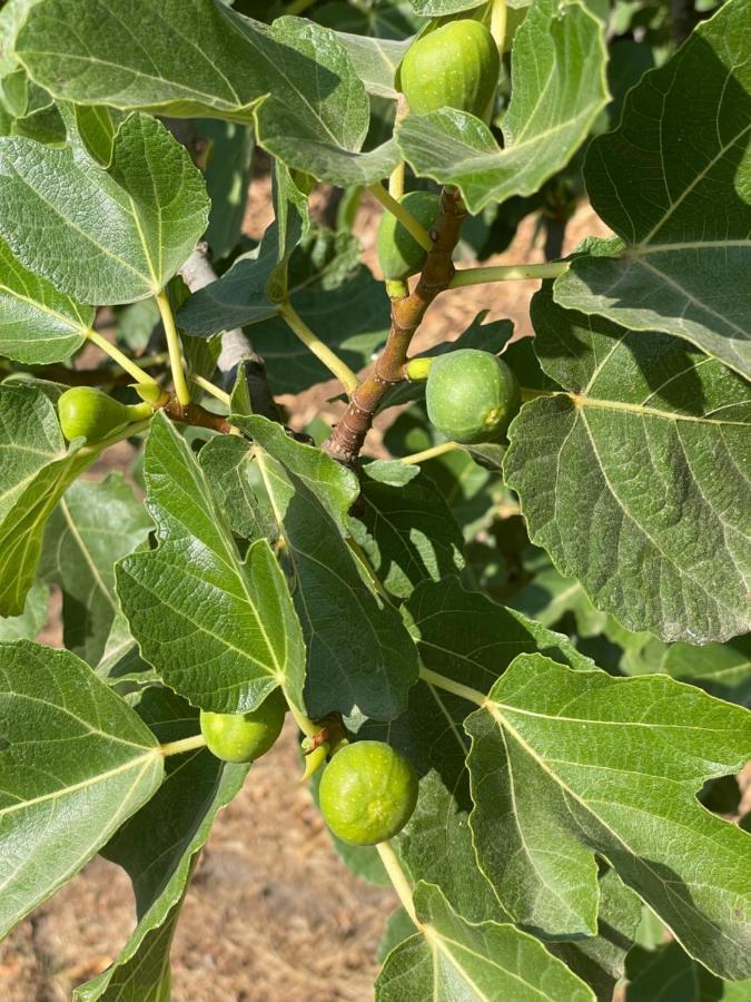 Appartamento Quinta Do Areal Lousã Esterno foto